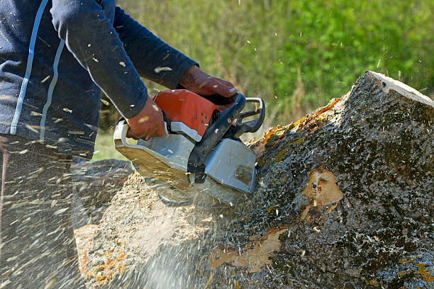 How Our Tree Care Process Works  in  Bayou Blue, LA